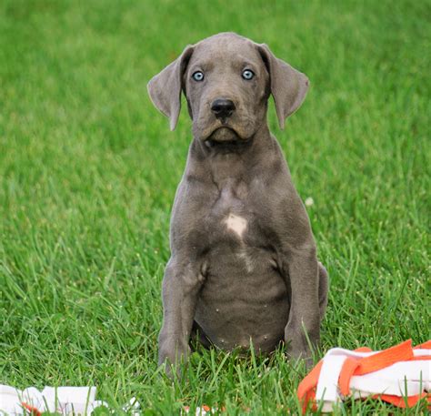 Great danes for sale - Showing 1 - 11 of 11 Great Dane puppy litters. AKC Champion Bloodline. Great Dane Puppies. Males / Females Available. 7 weeks old. Carol Wilber. Kankakee, IL 60901. STANDARD. AKC Champion Bloodline. 